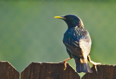 European Starling  6.jpg