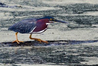 Green Heron 12.jpg