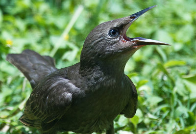 European Starling- female 6.jpg