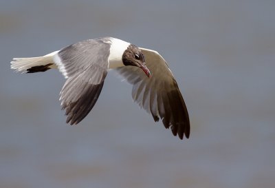 LAUGHING GULL-breeding adult 15.jpg