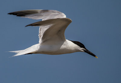 Sandwich Tern 01.jpg