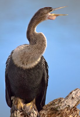 ANHINGA femele-4.jpg