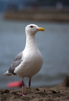 Black-tailed Gull