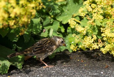 House Sparrow