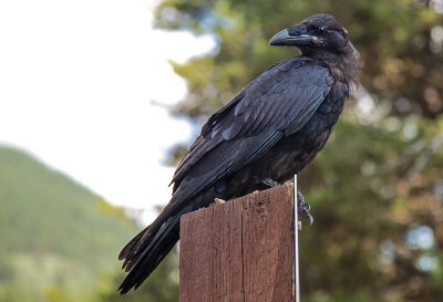 Common Raven 1.jpg
