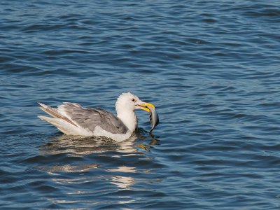 Black-tailed Gull 2.jpg
