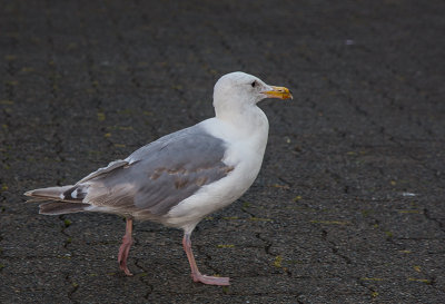 Black-tailed Gull 3.jpg