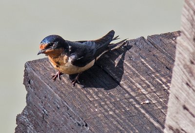 A few Canadian Birds