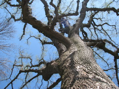 George planted tree