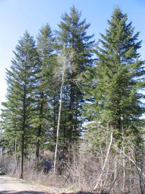 Tall Pines-about 120 feet-in potential front yard