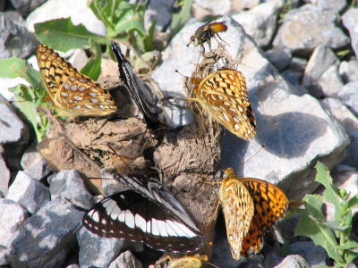 Swift Creek butterflies