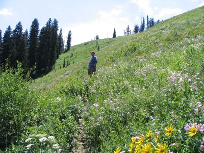 Wildflower slope