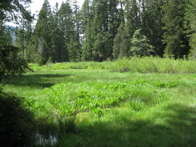Meadows in Indian Creek