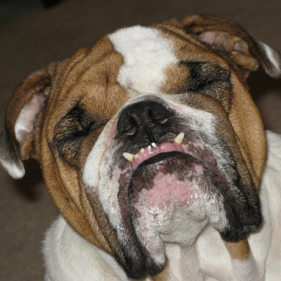 buster_small.jpg