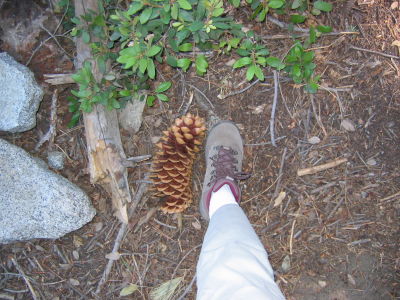 Foot-Sized Pine Cone (IMG_2234.JPG)
