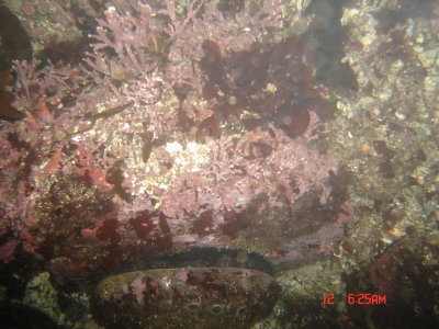 Abalone Diving - 2006 Season