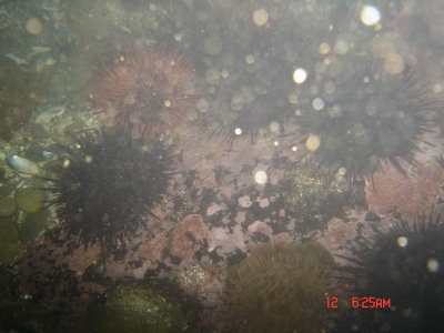 Sea Urchin (DSC02440.JPG)