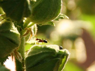Large ant on flower