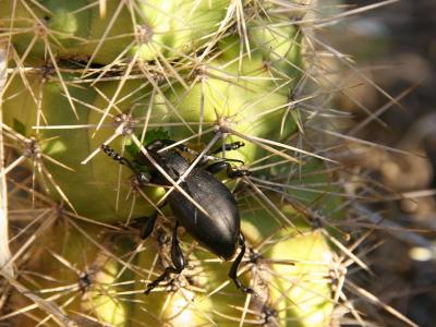 Beetle eating the hard way