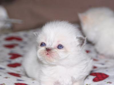 Sir George at 3 weeks