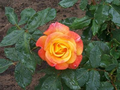 Roses
