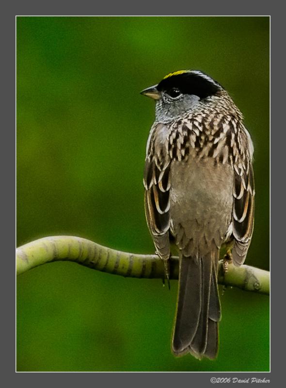 Golden Crowned Sparrow