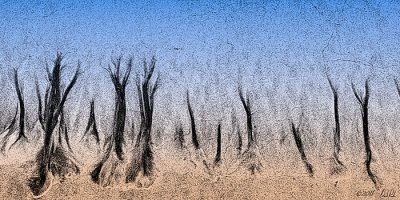 Sand Forest