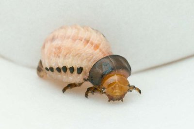 Potato Beetle Larva