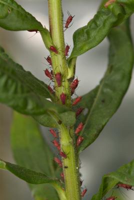 Rosy Apple Aphids again