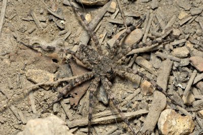 Wolf Spider 5