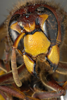 Yet another European Hornet, mouth agape