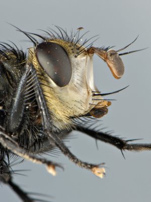 White Faced Fly 1