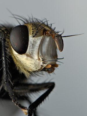 White Faced Fly 2