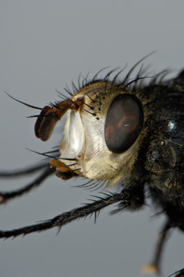 White Faced Fly 3