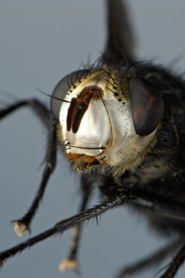 White Faced Fly 4