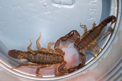 Scorpions Mating? 2