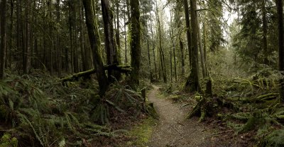 Panorama #1 (forest path) - Best viewed in 'original' (see below)