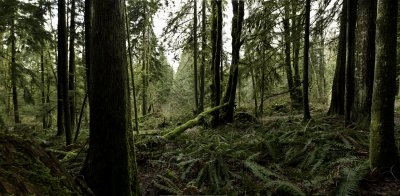 Panorama #2 (cedar forest) - Best viewed in 'original' (see below)