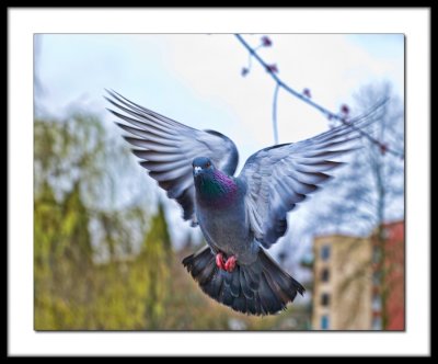 Pigeon flight
