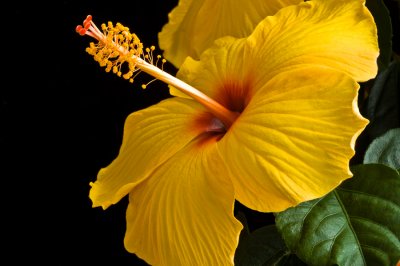 Brigittes Hibiscus