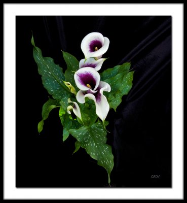 Purple Calla Lily