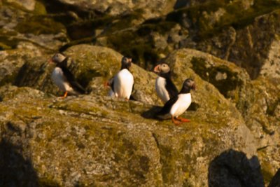 Best I could do of famed Lovund Puffins