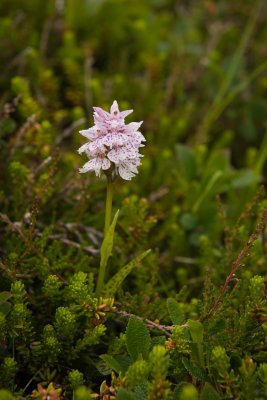 Wild orchid I believe