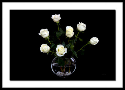 Jamie's white roses birthday print !