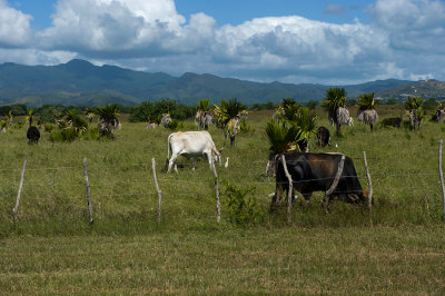 Longhorn cattle - always with a white egret nearby in a symbiotic relationship