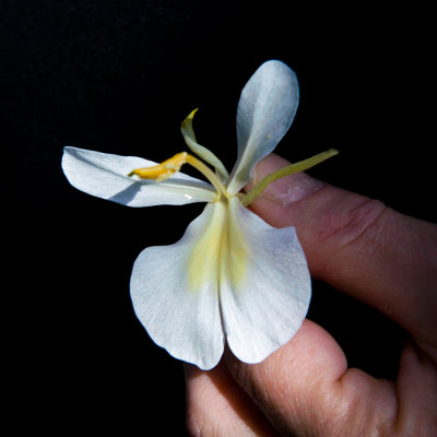 Mariposa - National Flower of Cuba !