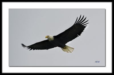 Eagle in Flight - Harrison River - November 2011