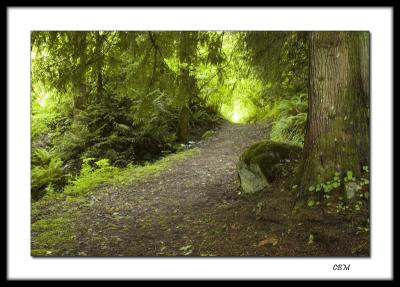 A morning walk in the woods