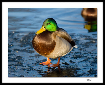 Duck on ice