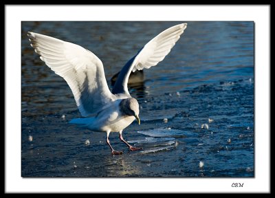 06472-FN Gull on the ice net.jpg